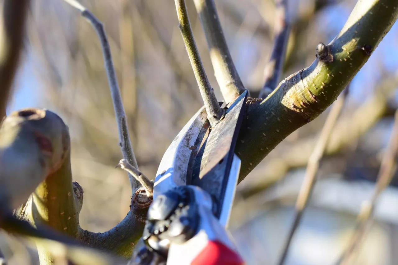 Come potare gli alberi senza rovinarli